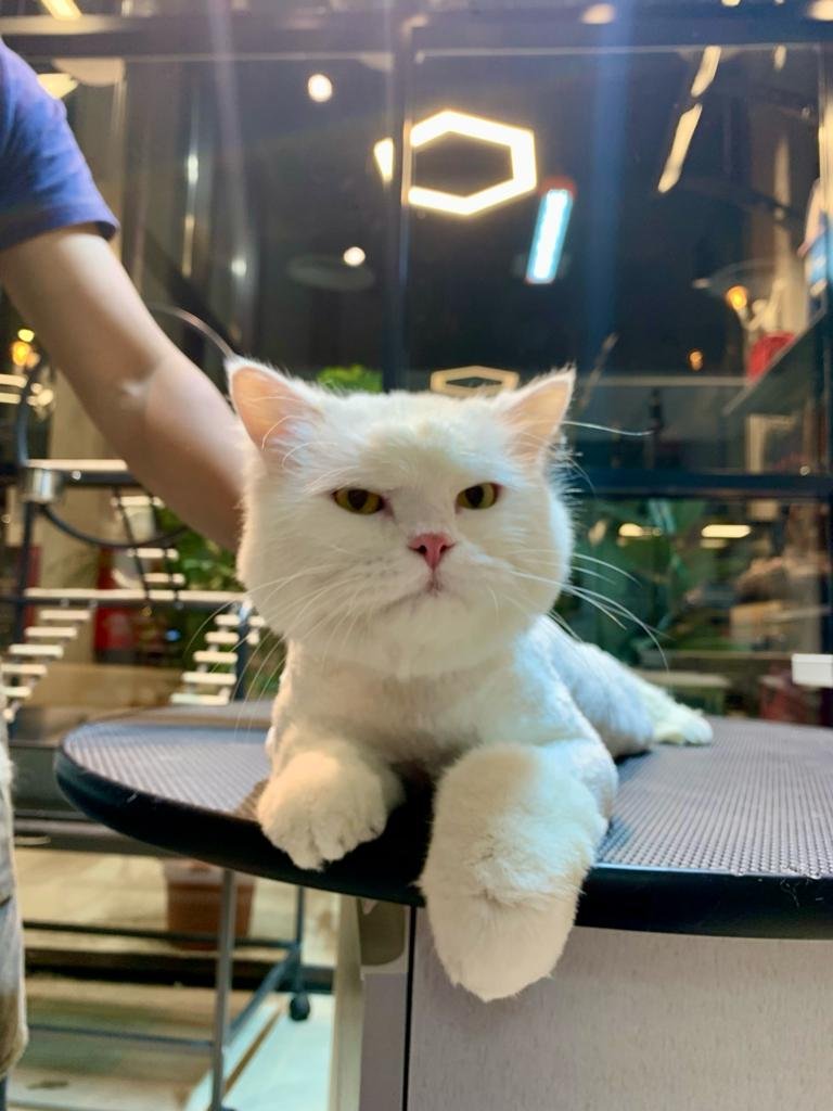 Cat grooming